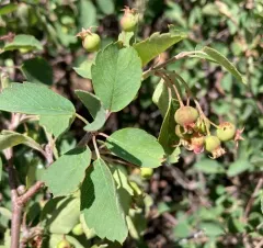 Utah Serviceberry thumbnail 2