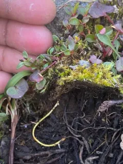 Aleutian-cress thumbnail 2