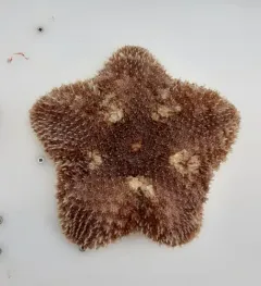 Pincushion Star thumbnail 1