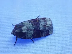 Abagrotis pulchrata thumbnail 2