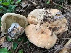 Leucopaxillus tricolor thumbnail 1