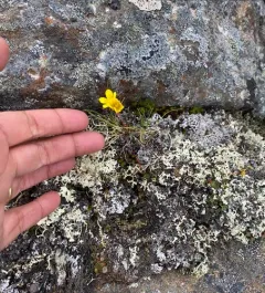 Spider Saxifrage thumbnail 2
