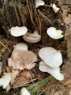 Crepidotus malachius thumbnail 1