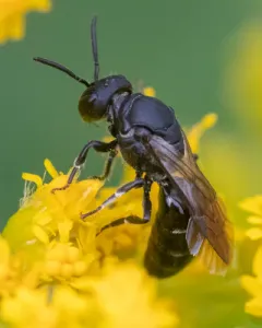 Cinquefoil Masked Bee thumbnail 4