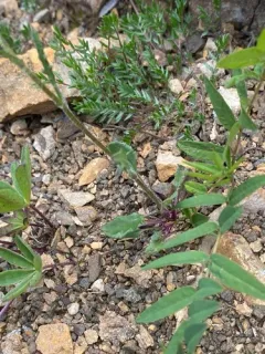 Ogotoruk Creek Groundsel thumbnail 3