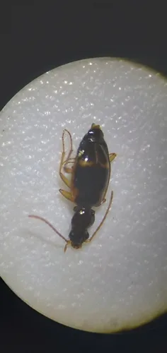 Bembidion festivum