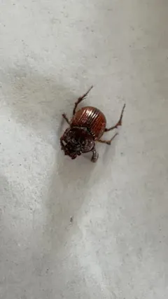 Green's Earth-boring Scarab Beetle thumbnail 2