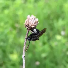 Two-spotted Longhorn Bee thumbnail 1