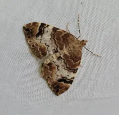 10-spotted Rhododendron Moth thumbnail 4