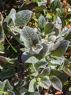 Limestone Willow thumbnail 3