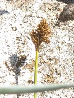 Norway sedge thumbnail 3