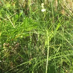 Sticky False Asphodel thumbnail 1