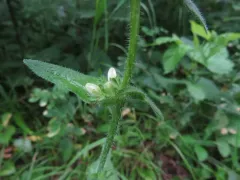 Bristly Bellflower thumbnail 2