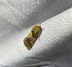 Jaguar Flower Moth thumbnail 3
