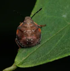 Dendrocoris humeralis thumbnail 2
