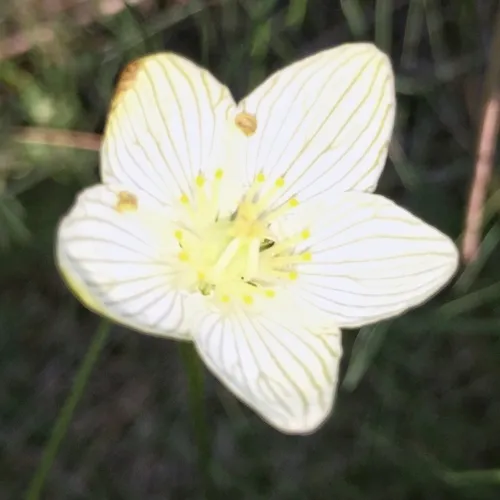 fen grass of Parnassus