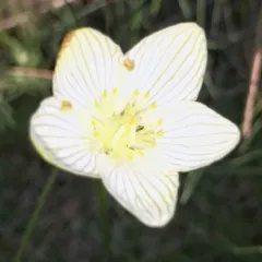 fen grass of Parnassus thumbnail 1