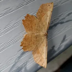 Obtuse Euchlaena Moth thumbnail 4