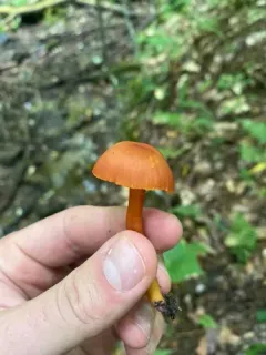 Purple-gilled Waxy Cap thumbnail 4