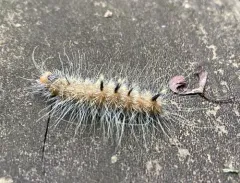 Hackberry Dagger thumbnail 2