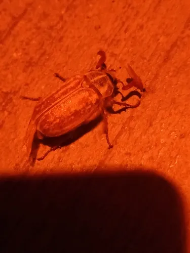 Polyphylla devestiva