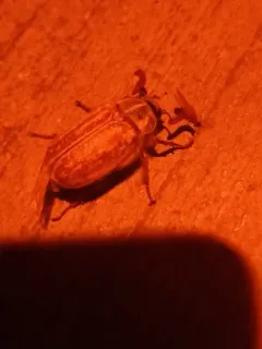 Polyphylla devestiva thumbnail 1