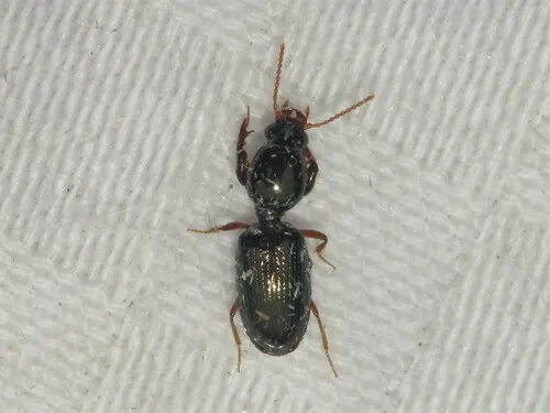 Dyschirius sphaericollis