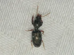 Dyschirius sphaericollis thumbnail 1