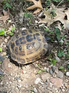 Afghan Tortoise thumbnail 3