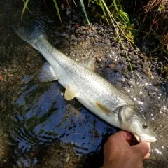 Northern Pikeminnow thumbnail 4