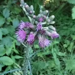Marsh Thistle thumbnail 4
