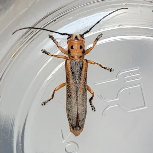 Oberea pruinosa