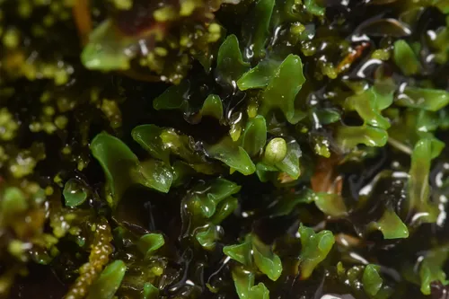 Apopellia alpicola