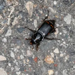 Pustulated Carrion Beetle thumbnail 4