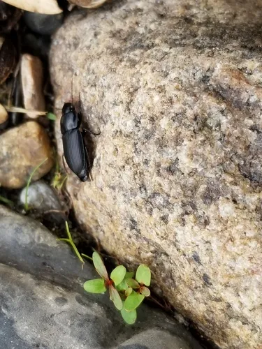 Anisodactylus harrisii