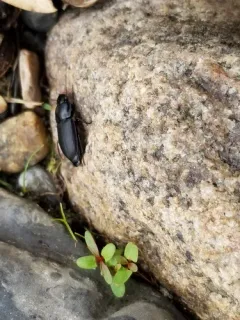 Anisodactylus harrisii thumbnail 1