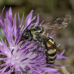 Squash Longhorn-Cuckoo thumbnail 3