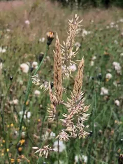 creeping velvet grass thumbnail 4
