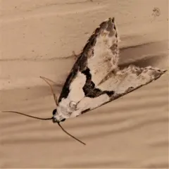 Thin-winged Owlet thumbnail 2