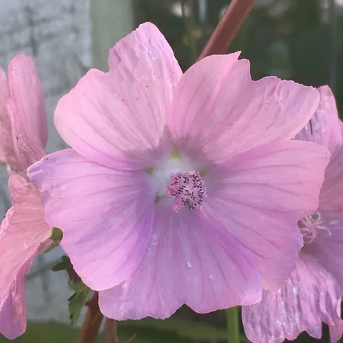 musk mallow