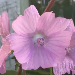 musk mallow thumbnail 1