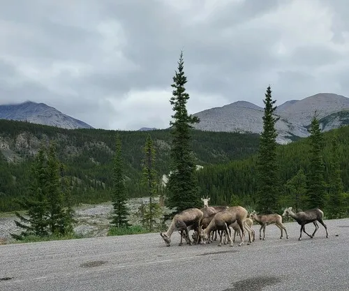 Thinhorn Sheep