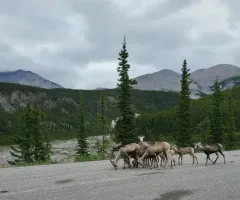 Thinhorn Sheep thumbnail 1