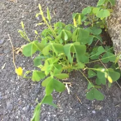 upright yellow woodsorrel thumbnail 3