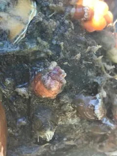 Styela gibbsii thumbnail 1