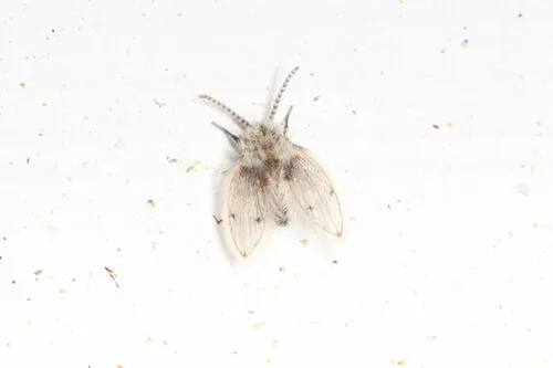 Feuerborniella opposita