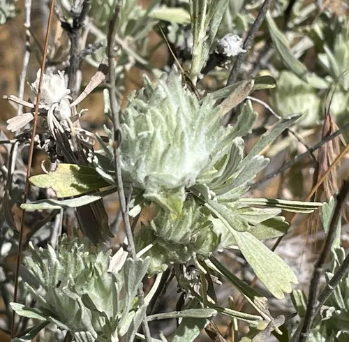Leafy Bud Gall Midge
