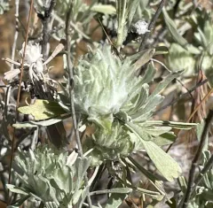 Leafy Bud Gall Midge thumbnail 1