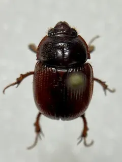 Odonteus liebecki thumbnail 2