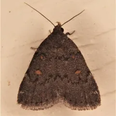 Orange-spotted Idia Moth thumbnail 4